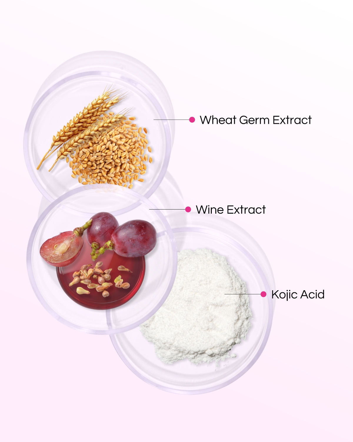 Jelly Wine - 8 Step Facial